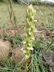 Dichromanthus michuacanus