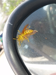 Polistes olivaceus