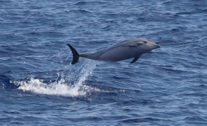 Striped dolphin leaping clear over blue sea