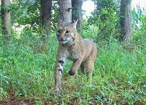 Bobcat photographed in Wisconsin