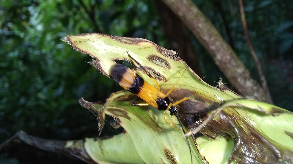 Monalonion dissimulatum