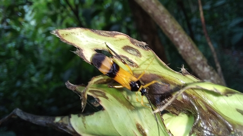 Monalonion dissimulatum