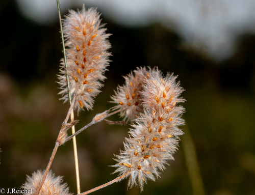 Trifolium arvense