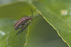 Disonycha bicarinata
