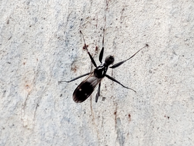 Tachydromia styriaca