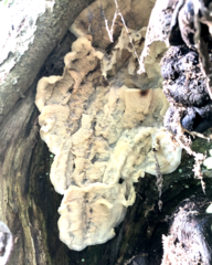 Merulius tremellosus