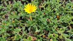 Calendula suffruticosa