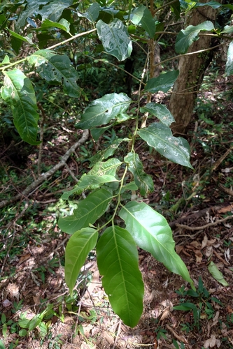 Casearia membranacea, photograph 4