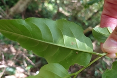 Casearia membranacea, photograph 如此甚好, CC BY, iNaturalist via GBIF
