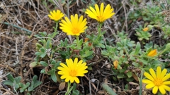 Calendula suffruticosa