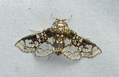 Omphisa