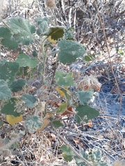 Malacothamnus lucianus