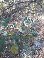 Malacothamnus lucianus