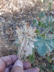 Malacothamnus lucianus