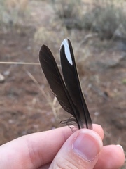 Fringilla coelebs