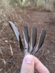Fringilla coelebs