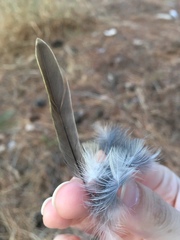 Fringilla coelebs