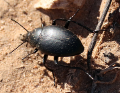Eleodes fusiformis