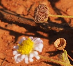 Brachyscome ciliaris