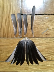 Fringilla coelebs