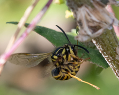 Vespula squamosa