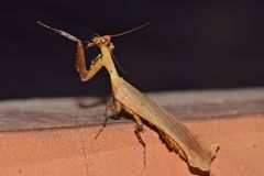 Pseudacanthops