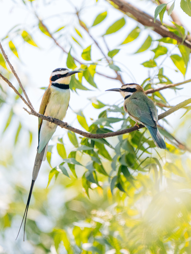 White-Throated Bee-Eater