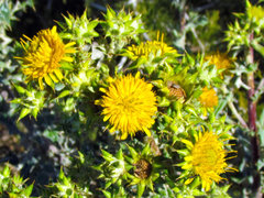Berkheya heterophylla radiata