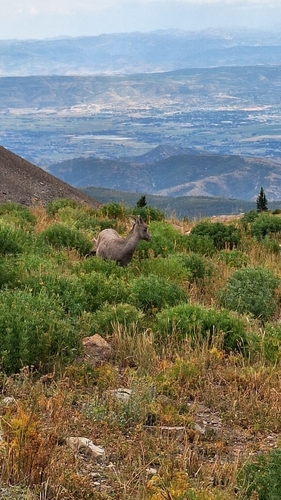 Bighorn Sheep photographed in Utah
