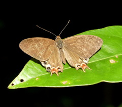 Saribia