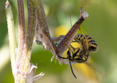 Vespula squamosa