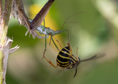 Vespula squamosa