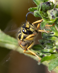 Vespula squamosa
