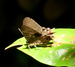 Saribia