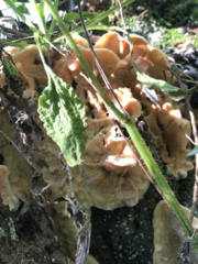 Merulius tremellosus