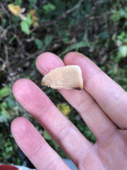 Merulius tremellosus