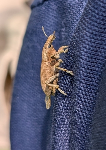 Large Thistle Weevil photo 3