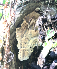 Merulius tremellosus