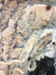 Merulius tremellosus