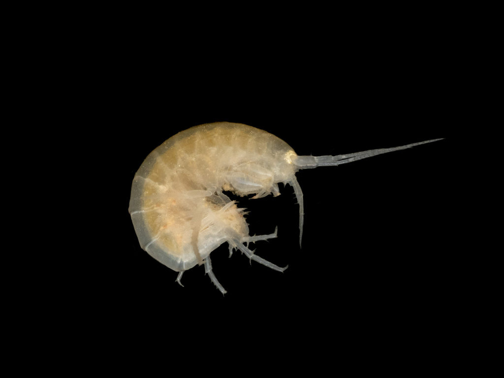 Appalachian Valley crangonyctid