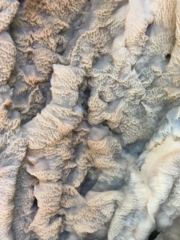 Merulius tremellosus