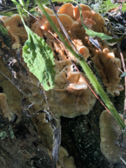 Merulius tremellosus