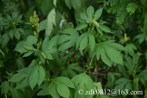 giant ragweed