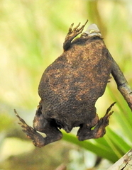 Breviceps fuscus