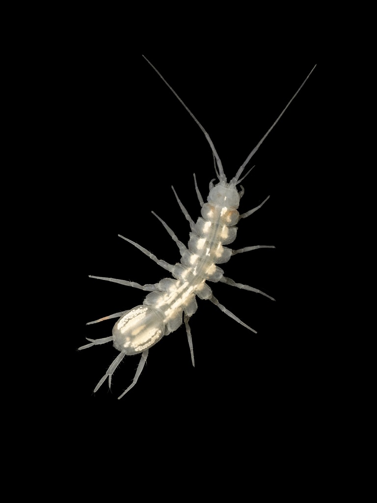 Caecidotea bicrenata