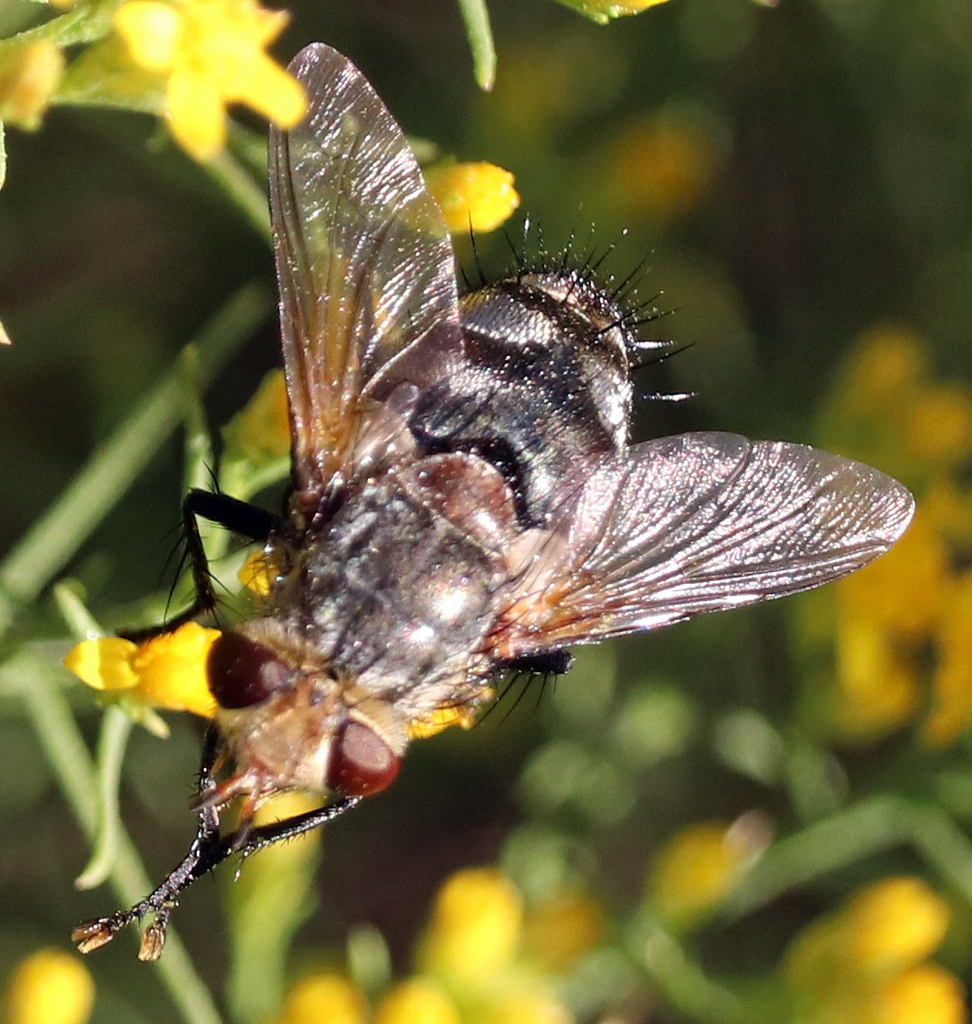 marmoratus species group