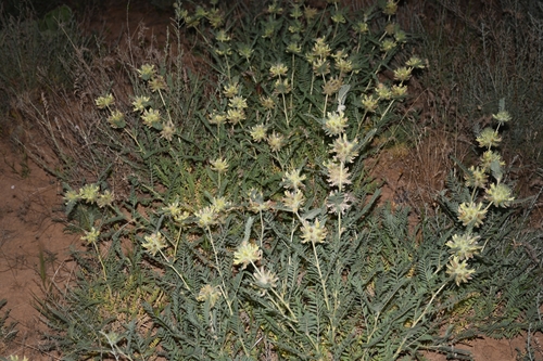 Astragalus kulabensis