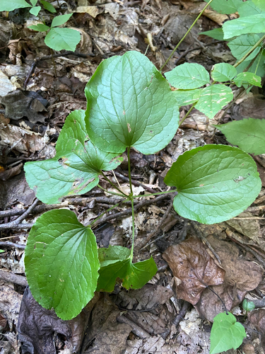 Downy carrion-flower (Smilax pulverulenta)