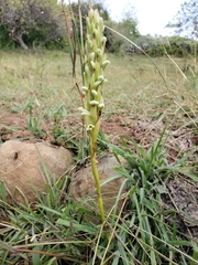 Dichromanthus michuacanus