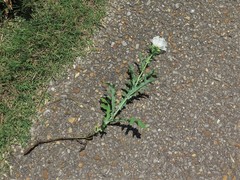 Argemone albiflora texana